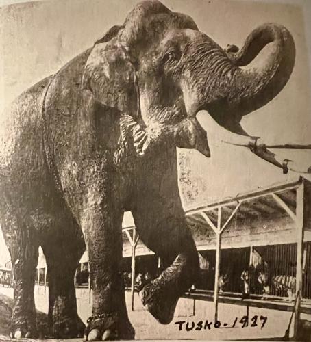 alexandria circus 3